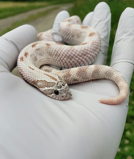 Western Hog Nose Snake, Hog Nose Snake Morphs, Lavender Hognose, Hognose Snake Enclosure, Hog Nose Snake, Boop Noodle, Western Hognose, Western Hognose Snake, Kinds Of Snakes