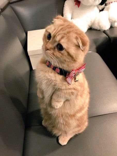 Gatos Cool, American Bobtail, Munchkin Cat, Image Chat, Pet Animals, Cat Pictures, Scottish Fold, Kittens Funny, Funny Cat Pictures