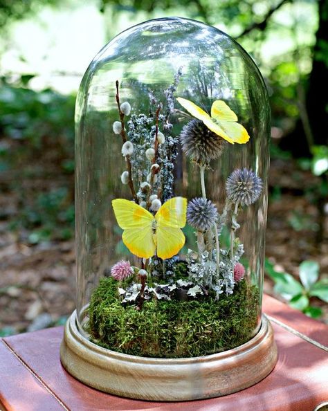 Capsulas flores Butterfly Dome, Preserved Butterfly, Cloche Decor, Yellow Love, Butterfly Lighting, Jar Art, Glass Cloche, Butterfly Gifts, Butterfly Crafts