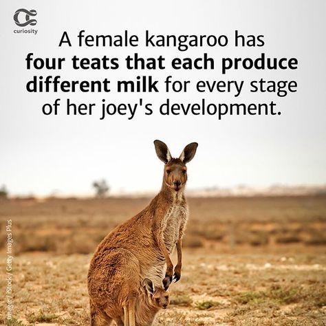 Kangaroo Facts For Kids, Kangaroo Facts, Winter Animal Crafts, Australian Mammals, Australia Kangaroo, Space Stuff, Ap Studio Art, Animal Book, Facts For Kids