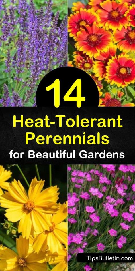 Heat Tolerant Perennials, Heat Tolerant Flowers, Heat Tolerant Plants, Perennial Garden Plans, Drought Tolerant Perennials, Full Sun Perennials, Best Perennials, Sun Perennials, Garden Yard Ideas