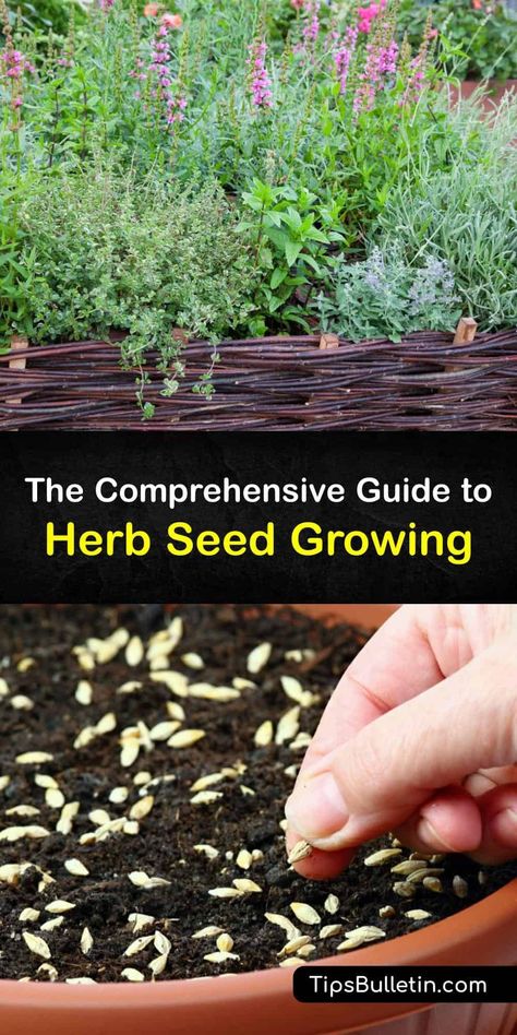 Seed Planting Guide, Growing Herbs At Home, How To Grow Herbs, Seed Growing, Outdoor Herb Garden, Grow Herbs, Vegetable Benefits, Seed Starting Mix, Garden Herbs