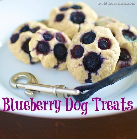 Homemade 5 Ingredient Blueberry Dog Treats #recipe #dogs Cooking Blueberries, Blueberry Dog Treat Recipe, Blueberry Dog Treats, Easy Dog Treat Recipes, Easy Dog Treats, Diy Dog Treats, Puppy Treats, Muddy Paws, Dog Cookies