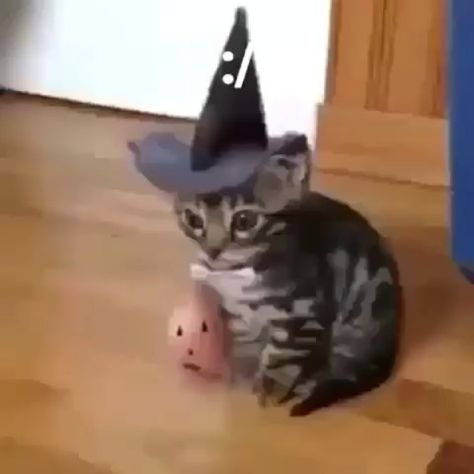 Cat Memes on Instagram: “Happy Halloween! Time to get sPoOkY 🎃👻💀 . . . . #cat #catmemes #memes #sadcats #kitty #funnymemes #politecat #qualitymemes #funny #meme…” Happy Halloween Meme, Halloween Meme, Halloween Memes, Spooky Cat, Quality Memes, Cat Meme, Halloween Time, Spongebob Memes, Meme Lord