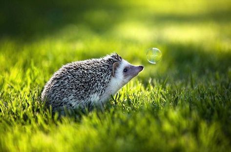 Hedgehog Pictures Art, Hedgehog Photography, European Hedgehog, Hedgehog Photo, Hedge Hogs, Hedgehog Pictures, Tattoo Nature, Animals Tattoo, Hedgehog Pet