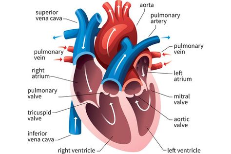 How the Human Heart Evolved Four Chambers Heart Blood Flow, Human Heart Diagram, Gcse Pe, Nursing Hacks, Human Circulatory System, Heart Structure, Cardiac Cycle, Human Heart Anatomy, Science Pins