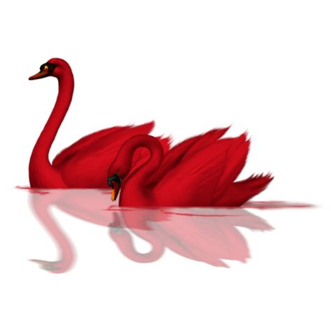 img-114119m31ev - CSI for Poly ❤ liked on Polyvore featuring birds, animals, red, fillers, backgrounds, effect, embellishments and detail Red Swan, Red Things, Red Hots, I See Red, Radiant Red, Simply Red, Blood Red, Cherry Red, Shades Of Red