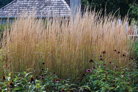 Designing With Grasses - Use grasses as dynamic screens. ‘Karl Foerster’ reed grass creates a living screen that changes in form and color throughout the year. Garden With Grasses, Ornamental Grass Landscape, Plants For Raised Beds, Privacy Ideas, Front Garden Landscape, Grasses Landscaping, Grasses Garden, Fine Gardening, Peace And Quiet