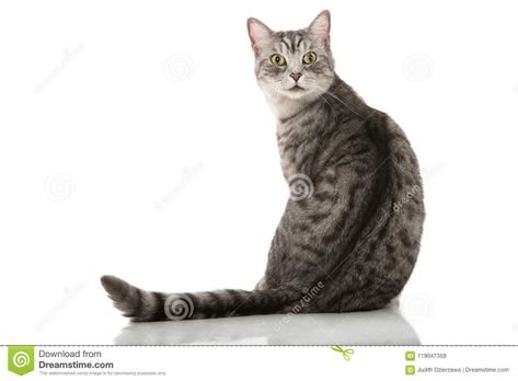 Silver Tabby Cat Sitting on a White Background Stock Image - Image of adorable, british: 119047359 Cat From Behind, Silver Tabby Cat, Cat Sitting, Tabby Cat, A White Background, White Background, Stock Images, Animals, Silver