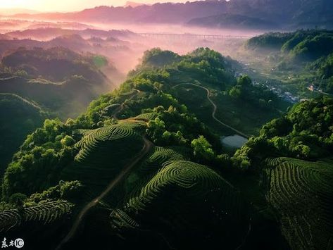 Fingerprint hills planted with tea trees in Jiangxi Province in southern China. China Pictures, Chinese Landscape, Tea Tree, Fingerprint, Trees, China, Tea, Architecture, Plants