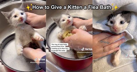 Cat Hacks, Boy Cat, Adorable Kitten, How To Give, Little Kittens, Put A Ring On It, Cat Care, Cat Bed, Cat Memes