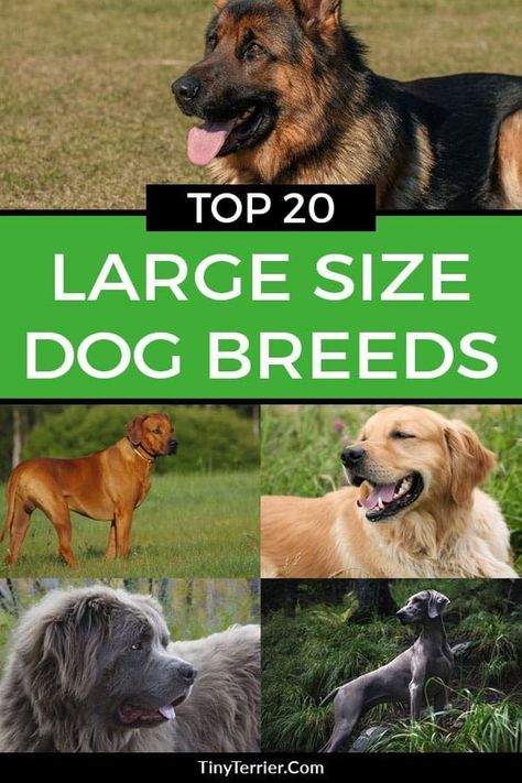 Do you know what the most popular large dog breed is? Find out Britain’s most popular large dog breeds with this list of the best large and giant dog breeds. Can you guess Number 1? Medium Large Dog Breeds, Peanut Butter Dog Treats Homemade, Homemade Dog Cake, Best Large Dog Breeds, Homemade Peanut Butter Dog Treats, Best Family Dog Breeds, Dog Breeds Big, Big Dogs Breeds, Homemade Dog Cookies