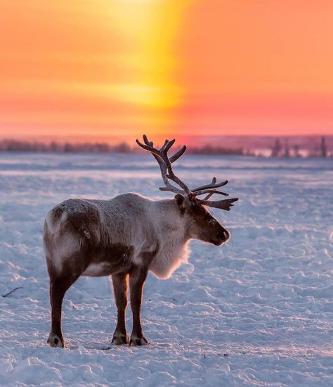 Norway Wildlife, Norway Animals, Reindeer Photography, Christmas Dump, Alaska Animals, Bg Reference, Norway Forest, Sailboat Art, Deer Stags