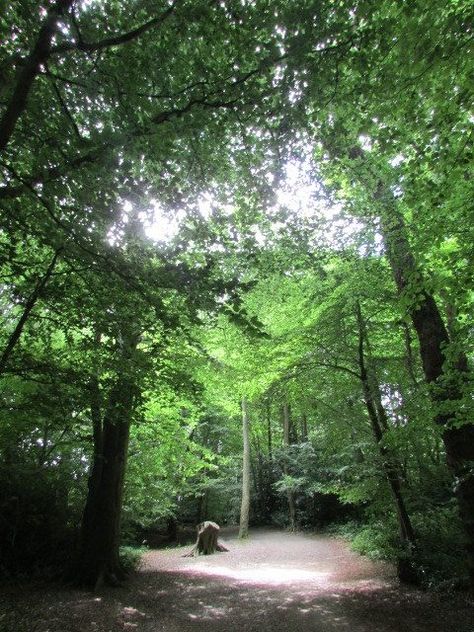 Forest Glade, Forest Drawing, Woodland Scene, Red Riding Hood, Flower Child, Mother Nature, Forest, Beautiful Places, Plants