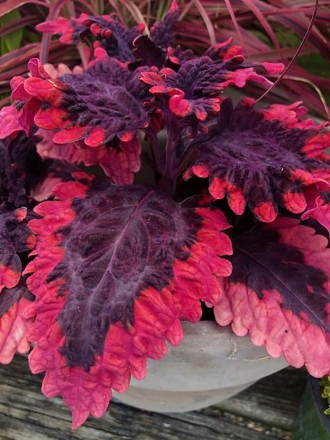 Coleus Varieties, Front Porch Flowers, Pink Plants, Porch Flowers, Red Snapper, Pink Plant, Colorful Plants, Grasses, Garden And Yard