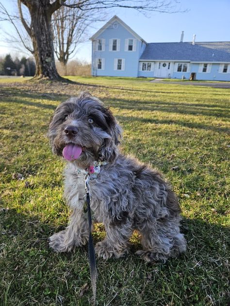 Merle Cockapoo, Penny Girl, Cute Dogs, Penny, Dogs, Red