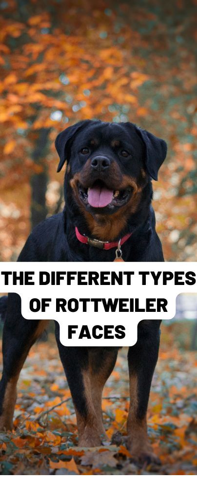 Roman Rottweiler, Long Haired Rottweiler, Rottweiler Dog Puppy, Rottweiler Quotes, German Rottweiler Puppies, Rottweiler Facts, Rottweiler Pictures, Tattoos Dog, Rottweiler Tattoo