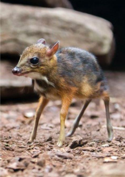 Baby chevrotain, or mouse deer, explores its new home at a zoo in Amsterdam. Animals Dolphins, Mouse Deer, Strange Animals, Animals Adorable, Whitetail Bucks, Beluga Whale, Delicate Features, Interesting Animals, Animals Funny