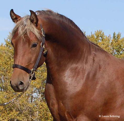 This is probably one of the better-known images of a bay silver horse. He still has the strong contrast between his flaxen mane and his body. (This is also another good image for seeing the bay countershading on the face and neck that differentiate bay silvers from chestnuts.) Morgan Horses, Horse Coat Colors, Gorgeous Horses, Horse Coats, Horse Colors, Barrel Racing Horses, Morgan Horse, Horse Inspiration, Bay Horse