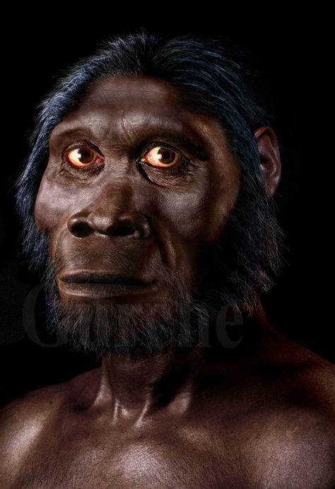 Homo Floresiensis, Homo Heidelbergensis, Homo Habilis, Brain Size, Different Species, Human Evolution, Early Humans, Great Ape, Human Species