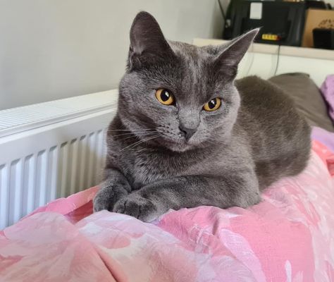 Grey Cat Breeds, Chartreux Cat, Fierce Animals, Grey Cat, Cat Help, Cat Boarding, Product Recommendations, Russian Blue, Mixed Breed