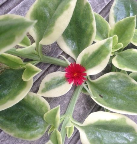 The first is “Mezoo Trailing Red” — Latin name Dorotheanthus — a succulent with hot red flowers that look almost like asters. StarTribune.com Mezoo Trailing Red, Japanese Beetles, Beetles, Red Flowers, The Rain, Perennials, Succulent, The Garden, Plants