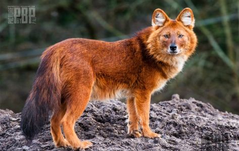 Asian Mountain Wolf African Wild Dog, Red Wolf, Rare Animals, Pretty Animals, Wild Dogs, Wolf Dog, Animal Companions, Weird Animals, Animal Photography