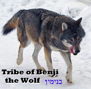 The Voice of Vexillology, Flags & Heraldry: 12 Tribes of Israel Emblem Symmetry - Judah and Benjamin, part 1 Eurasian Wolf, Baby Wolf, Wolf Photos, Timber Wolf, Wolf Love, Wolf Pictures, Beautiful Wolves, Endangered Animals, Grey Wolf