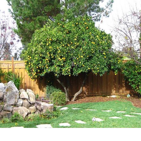 Citrus Guild, Citrus Tree Garden, Navel Orange Tree, Hawaiian Landscaping, Tree Shaping, Nursery Western, Fruit Forest, Garden Fruit Trees, Tree Landscaping