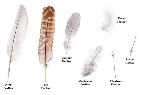 Bird Feathers (Structure, Types, Uses & Fun Facts) - Nature Roamer Bird Feather Identification, Bird Feather Anatomy, Feather Anatomy, Feather Identification, Types Of Feathers, Owl Wings, Feather Bird, Nature Journaling, Writing Systems