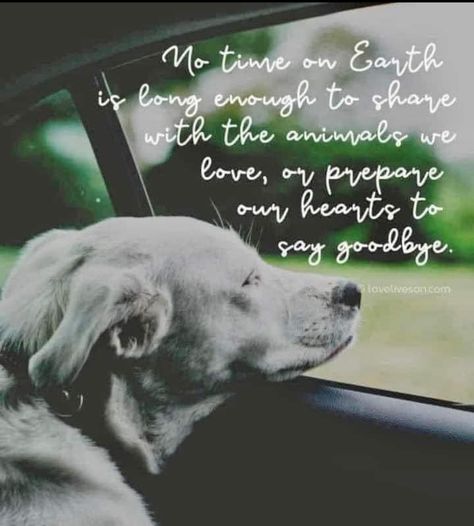 Quotes About Dogs Passing, Losing A Pet Quotes, Passing Quotes, Loss Of A Dog, Pretty Puppy, Compassion Quotes, Patience Quotes, Pet Quotes, Barbie Quotes