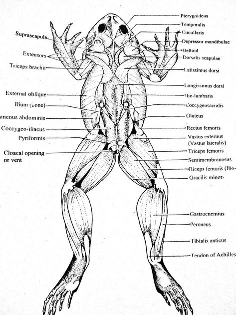 Muscles Labeled, Frog Dissection, Frog Drawing, Vet Med, A Frog, Graphic Design Layouts, Reptiles And Amphibians, Amphibians, Muscles