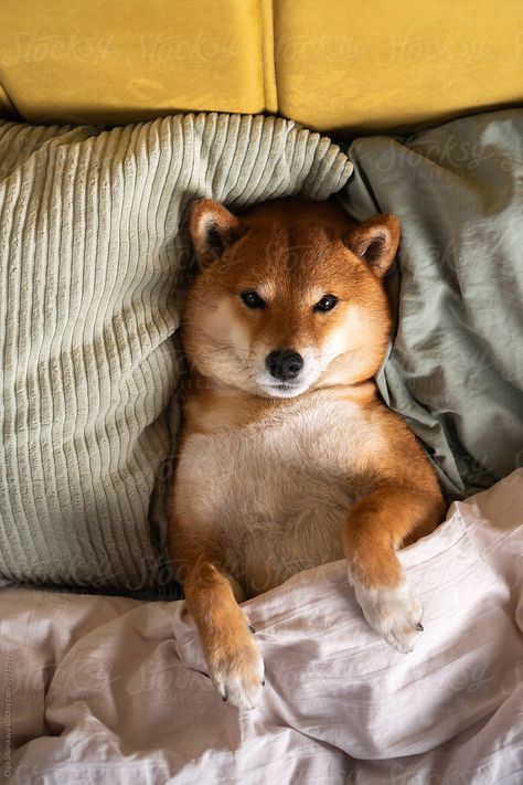 "Lazy Dog Relax In Bed" by Stocksy Contributor "Olga Sibirskaya" Lazy Dog Breeds, Breeds Of Dogs, Sleeping All Day, Kinds Of Dogs, Lazy Dog, Couch Potato, Adorable Animals, Shiba Inu, Dog Owners