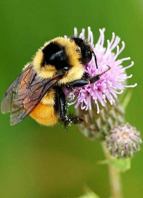 African Hunting Dog, Humble Bee, Let It Bee, Bee Pictures, Buzzy Bee, Buzz Bee, Bee Photo, Bees And Wasps, Butterflies And Dragonflies