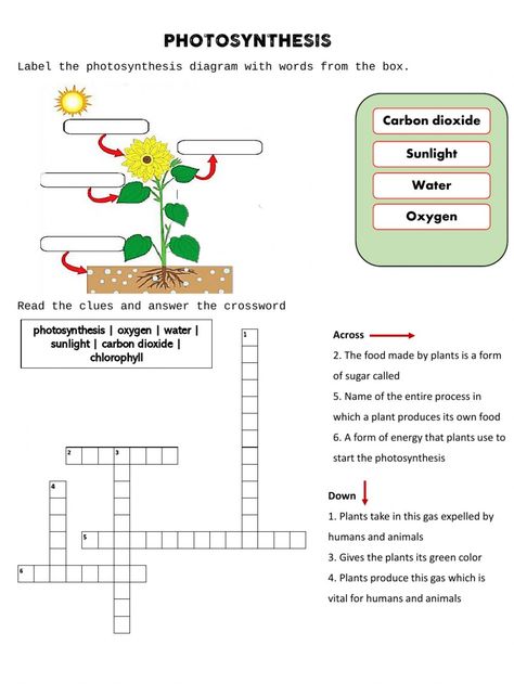 Photosynthesis online worksheet for 4th. You can do the exercises online or download the worksheet as pdf. Science Worksheets For 4th Grade, Photosynthesis Activity, Photosynthesis Projects, Photosynthesis Activities, Nutrition In Plants, Photosynthesis Worksheet, Plants Worksheets, 4th Grade Science, Plant Science