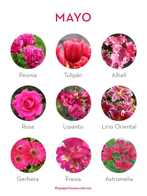 Flores de Mayo.  #FloresDeTemporada #FloresDeMayo #flores #mayo #ThePaperHouse Pretty Flower Names, Fuchsia Flowers, Winter Wedding Colors, Flower Guide, Flower Meanings, Plant Guide, Garden Bulbs, Flower Landscape, Flower Names