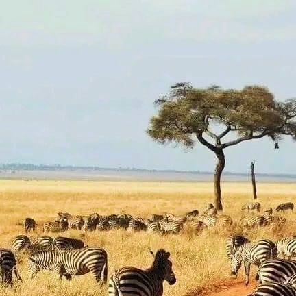 Goodluck Godson Kombe on Instagram: "🌍 Witness the Wonders of Tarangire National Park! 🦓🌞

In the heart of the Tanzanian wilderness, where the golden grasses 🌾 stretch endlessly under the vast African sky 🌌, herds of zebras 🦓 roam freely, creating breathtaking scenes like this one. During the dry season, Tarangire transforms into a gathering haven, drawing wildlife from miles around 🐘🦒 to its life-sustaining riverbeds and acacia-dotted plains 🌳. At Habitat Adventures Travel, we bring you closer to this natural spectacle, offering unforgettable safari experiences that immerse you in the beauty and harmony of East Africa’s wildlife 🦁🐆.

🌍✨ Join us and capture moments like this! 📸🌿

Contact us :

🌐www.thehabitatadventures.com

📧info@thehabitatadventures.com

☎️Whatsapp/Call +2 Drawing Wildlife, African Skies, Capture Moments, Whatsapp Call, Captured Moments, East Africa, Zebras, The Golden, Adventure Travel