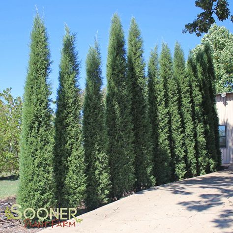 Red Cedar Juniper (Juniperus virginiana 'Taylor') - around oval iback west side Taylor Juniper, Cyprus Trees, Eastern Red Cedar, Front Yard Plants, Leyland Cypress, Italian Cypress, Exquisite Gardens, California Garden, Missouri Botanical Garden