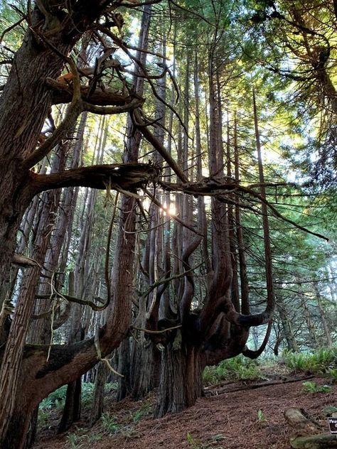 A grove of "candelabra redwoods" deep in California's Lost Coast. Lost Coast California, Cross Country Trip, Redwood Tree, Ocean Air, Deep Forest, California Travel, Enchanted Forest, Tree Art, Northern California