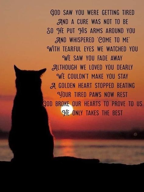 Saying Goodbye To My Cat, Saying Goodbye To A Pet Cat, Cat Memorial Quotes, Losing A Pet Quote Cat, Losing A Cat Quote, Losing A Pet Quotes, Cat Grave Marker, I Miss My Cat, Cat Heaven