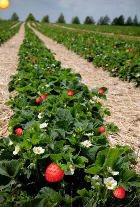 Y2k Background, Strawberry Fields Forever, Strawberry Picking, Organic Kitchen, Watercolor Books, Cow Painting, Strawberry Fields, Fruit Garden, Window Painting