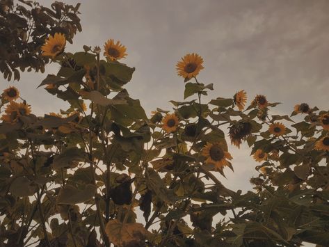 sunflowers aesthetic Loverboy Aesthetic, Farmer Aesthetic, Stardew Layout, Sunflowers Aesthetic, Blueberry Aesthetic, Grow Sunflowers, Sunflower Tree, Sunflower Aesthetic, Lady Maria