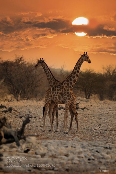 Stunning Namibia! - giraffes in the sunset | by ABulimia159 Giraffe Pictures, Africa Photography, Wild Animals Pictures, Africa Do Sul, Image Nature, A Giraffe, Africa Safari, African Wildlife, African Animals