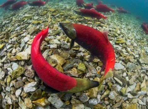 Sockeye Salmon - Wild Salmon Center Salmon Species, Red Salmon, Sockeye Salmon, Cool Fish, Wild Salmon, Shark Fishing, Aquatic Animals, Red Fish, Marine Animals