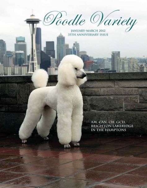 Modified Continental Clip Poodle, Standard Poodle Aesthetic, Poodle Photoshoot, Standard Poodle Cuts, Poodle Hairstyles, Poodle White, Dog Dye, Poodle Hair, Poodle Haircut