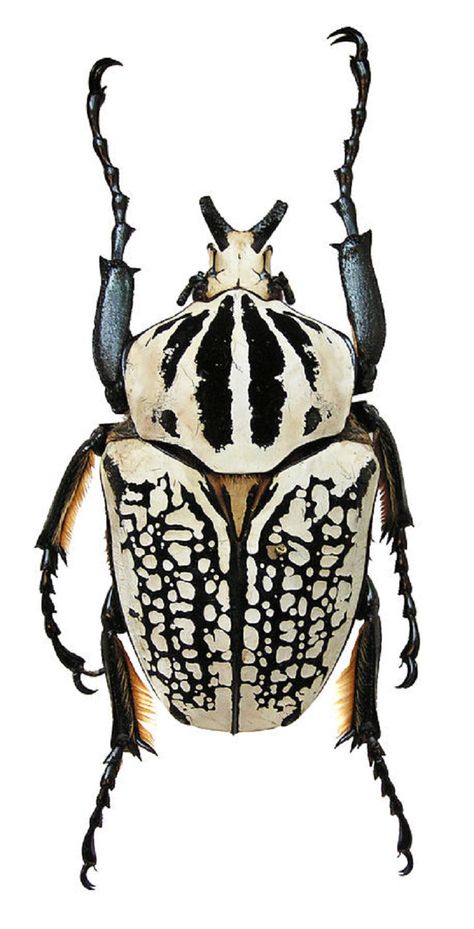 Bizarre and Beautiful Insects Relaxing Things To Do, Beetle Art, Cool Insects, Beetle Insect, Taxidermy Art, Cool Bugs, Bug Art, Beetle Bug, Beautiful Bugs