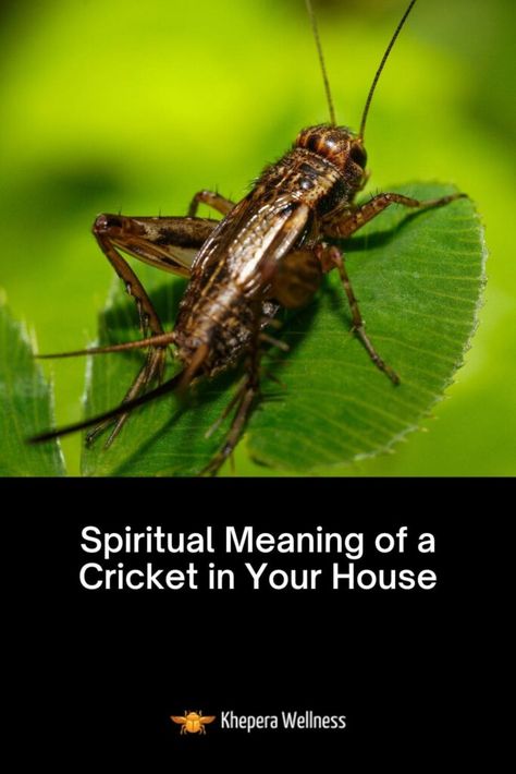 Spiritual Meaning Of Crickets, Crickets Spiritual Meaning, Black Cricket Spiritual Meaning, Cricket Animal, Home Meaning, Signs From The Universe, Animal Spirit, Midsize Style, Spiritual Meaning