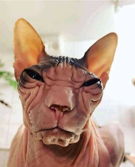 Sphynx Kittens For Sale, Cute Hairless Cat, Ugly Cat, Sphinx Cat, Funny Dog Photos, Funny Animal Photos, Silly Cats Pictures, Hairless Cat, Sphynx Cat