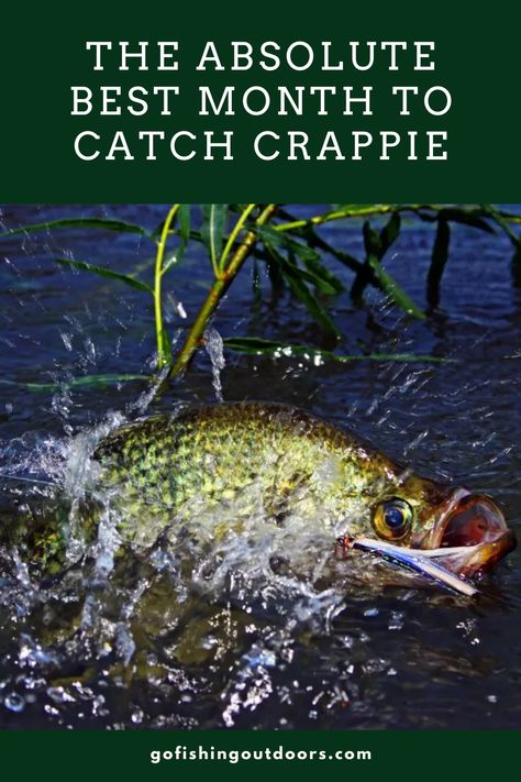 Crappie Rigs, How To Catch Crappie, Crappie Lures, Fish Types, Crappie Fishing Tips, Crappie Jigs, Largemouth Bass Fishing, Homemade Fishing Lures, Catfish Bait