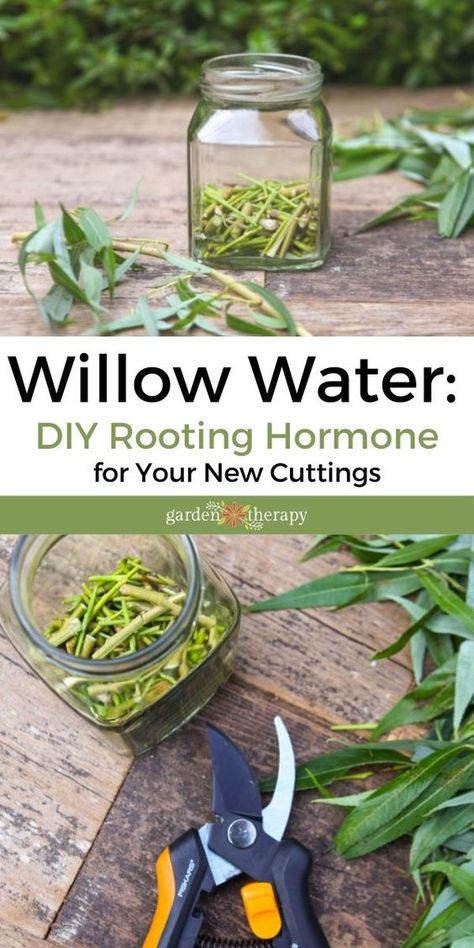 Willow Water: DIY Rooting Hormone for Your New Cuttings - Garden Therapy How To Root Sage In Water, Rooting Hormone Diy, Houseplants Propagation, Willow Water, Wild Food Foraging, Garden Therapy, Rooting Hormone, Garden Hacks, Fast Growing Plants